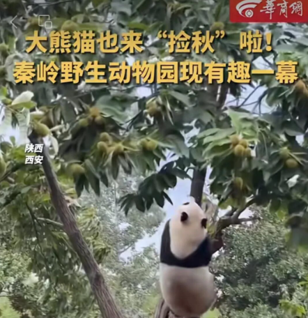 qSDft13R48IsjPPO.png image.png