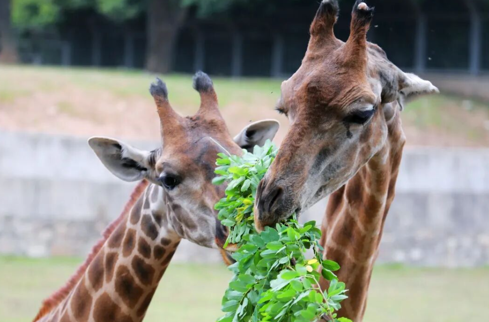 urDfJWAGfu1PCRBo.png image.png