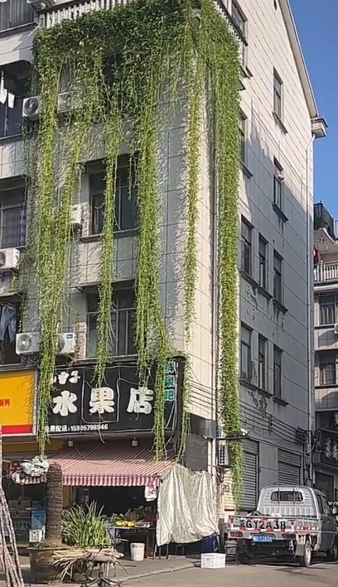 五楼空心菜像“瀑布”垂到一楼 邻居开窗一掐就可以炒一盘菜
