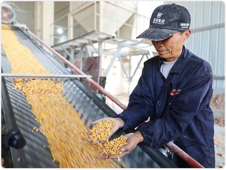 咸阳市乾县：烘干设备连轴转 确保秋粮颗粒归仓