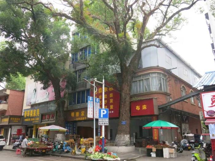 男子多次给220年珍贵古树投毒 竟是这个原因