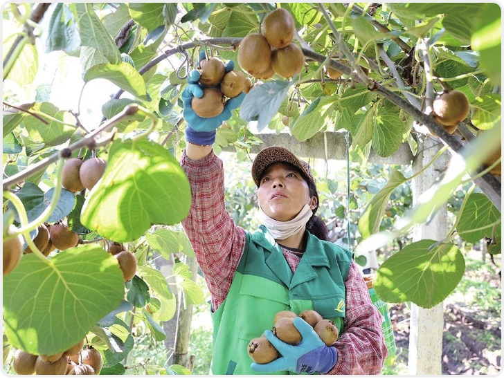 金秋时节硕果飘香——记者直击眉县猕猴桃采收现场