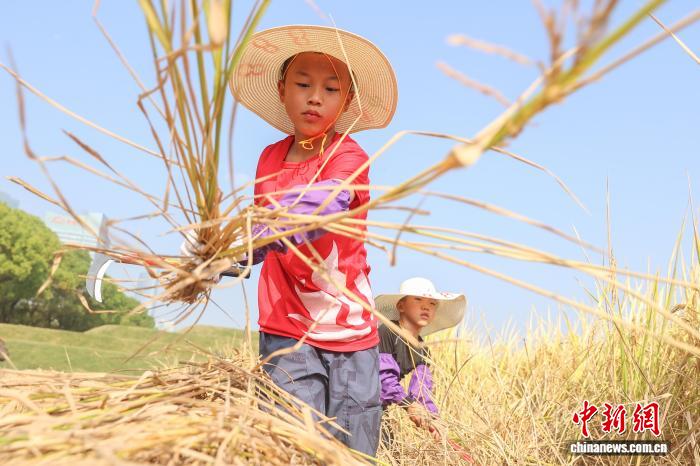 江西南昌：青少年走进农田体验秋收乐趣