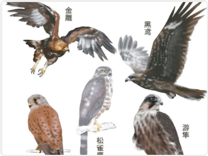 百余只猛禽空中过 西安记录到历史上首个“百猛日”