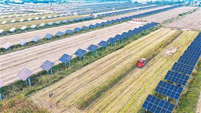 山东省乐陵市铁营镇近年来持续对11万亩盐碱地区域进行综合开发利用，采取“光伏+种植”复合模式，形成一地多用的“农光互补”发展新格局，实现了盐碱地生态效益和经济效益的双丰收。图为日前，当地农民在“农光互补”间作田里收获玉米。  贾 鹏摄（人民视觉）