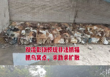 成都双流惊现疑似非法抓猫窝点 上百只猫被关在铁笼中 当地回应