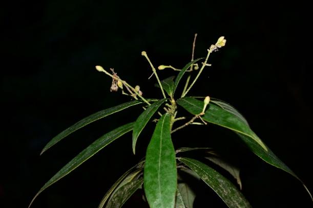 湖南一森林样地发现大面积国家二级保护植物野生闽楠群落