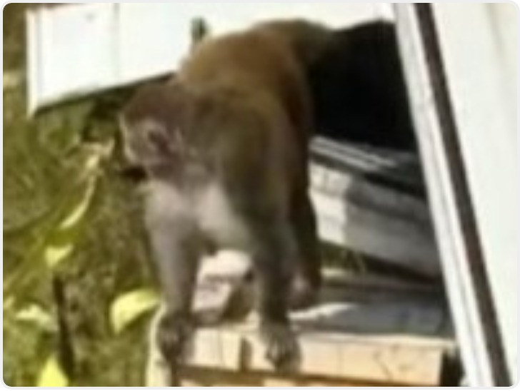 美国仍有3只实验猴在逃 警方回应：需将它们“清除”