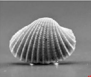 清涧寨沟遗址发现6种“外来”物种