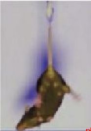 神舟二十一号载人飞船今日23:44发射