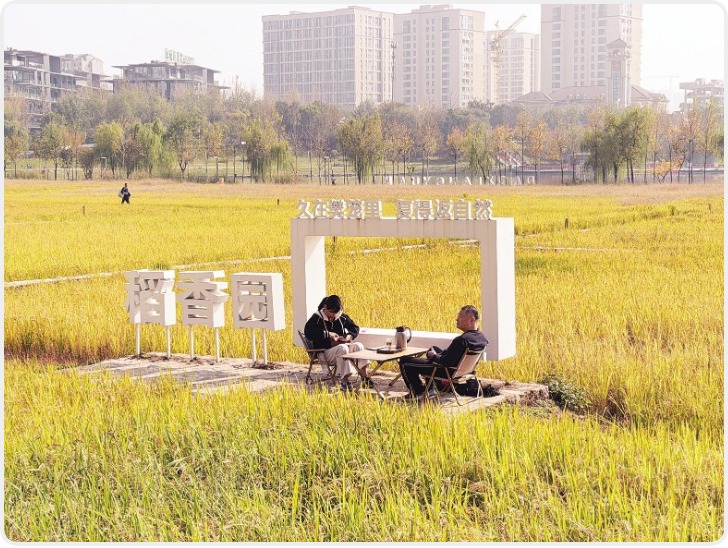 都市里的金色稻浪