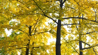 气象部门预计秋季后期将进入拉尼娜状态 并持续至明年初