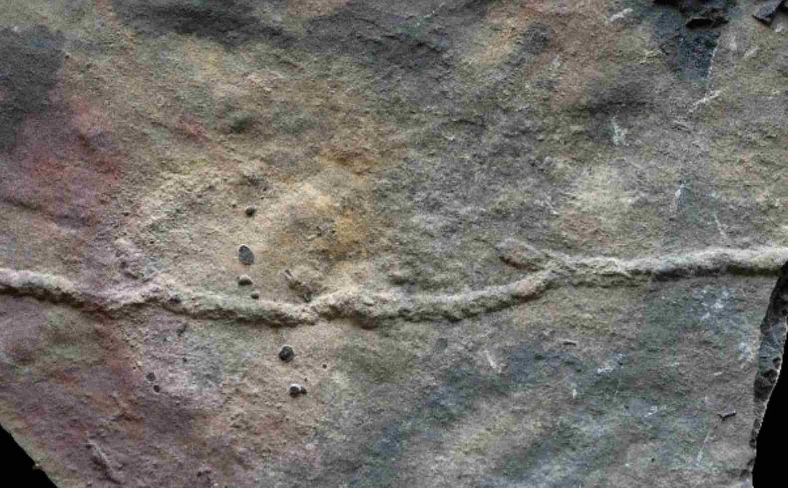 我国科学家发现最古老的动物“地下公寓”