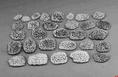 清涧寨沟遗址发现6种“外来”物种