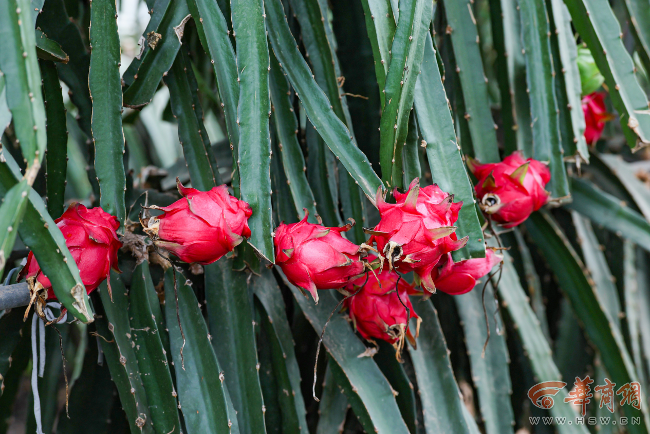 PziJ1s27cP3d7e9A.png 图片8.png