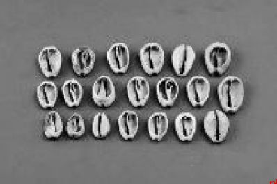 清涧寨沟遗址发现6种“外来”物种