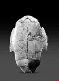 清涧寨沟遗址发现6种“外来”物种