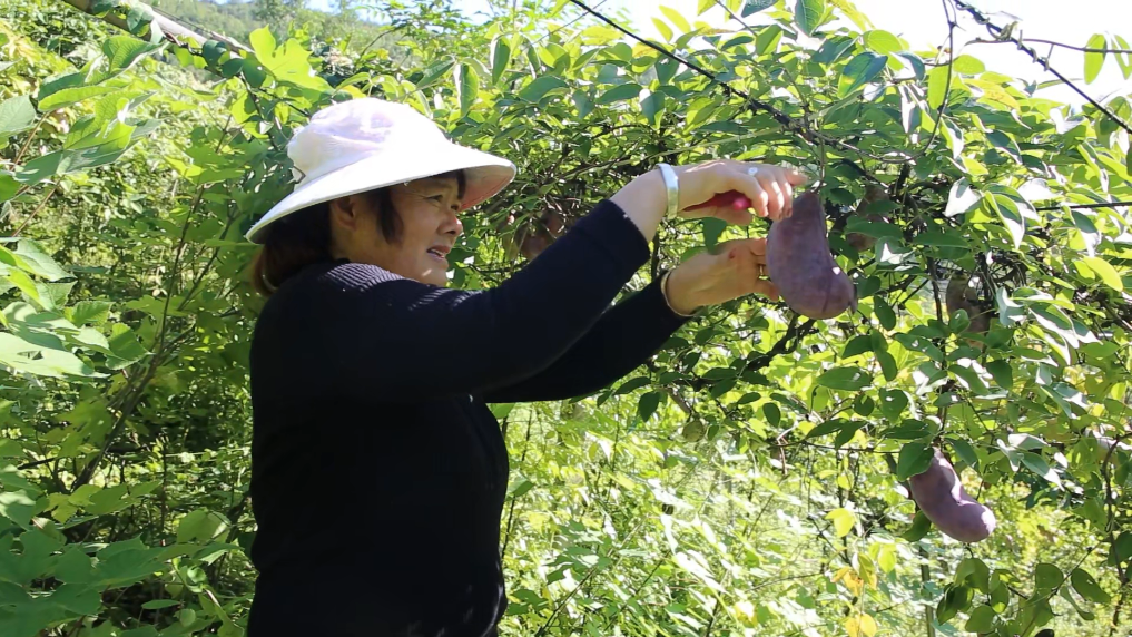 陕西旬阳：木通果成富民好产业