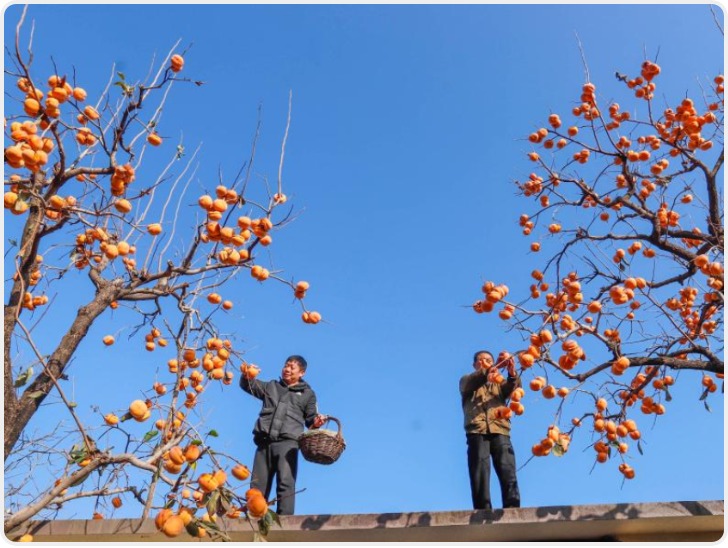 秋日“丰”景好