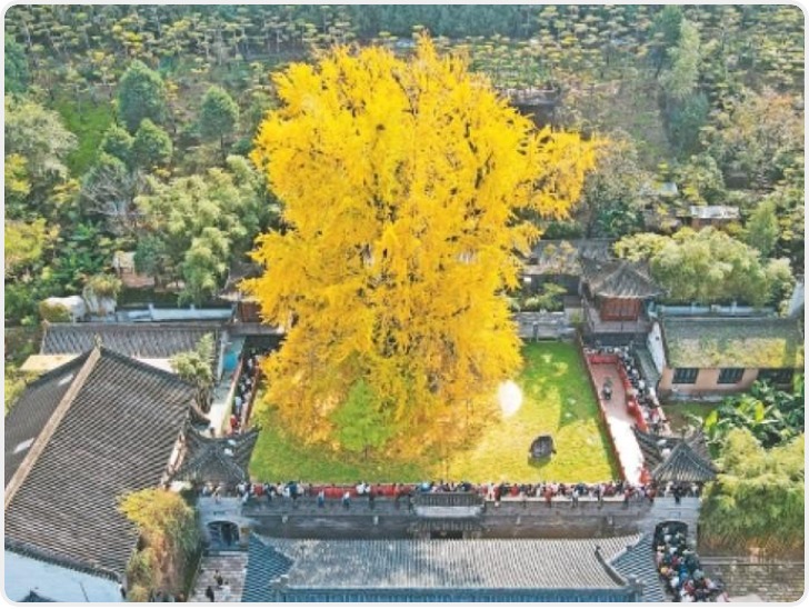 西安古观音禅寺千年银杏火出圈 建议游客错峰游览