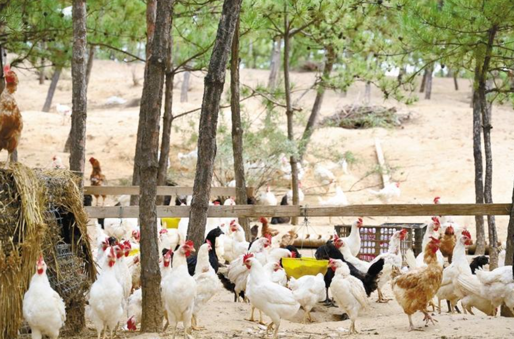 “种”出生态和经济双丰收