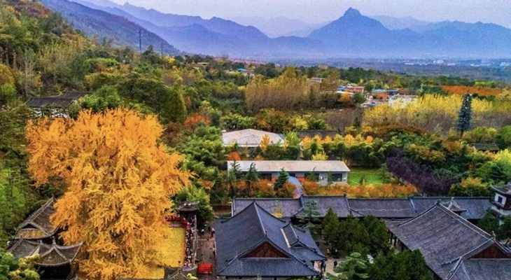 西安古观音禅寺千年银杏火出圈