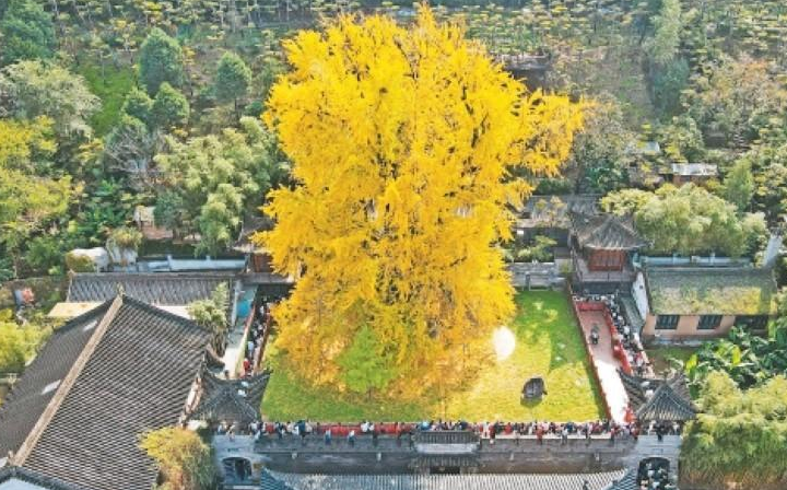 西安古观音禅寺千年银杏火出圈 建议游客错峰游览