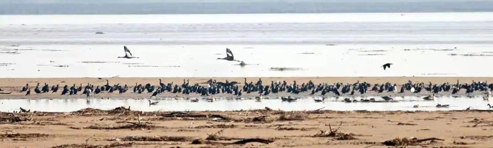 陕西大荔黄河湿地：开始一年一度的候鸟迁徙之旅