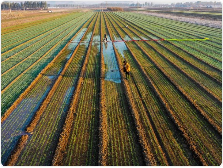 全国秋粮收获过九成 冬小麦播种过两成半