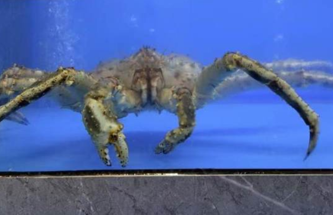 南京大学食堂推“999元帝王蟹” 回应：比市场价便宜