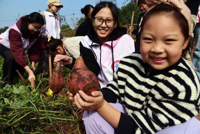 体验刨红薯 快乐学农事