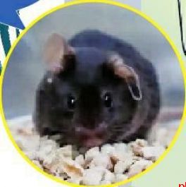 太空小鼠今天随神二十回家