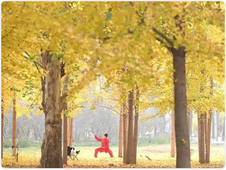 诗意中国丨碧涧流红叶 青林点白云