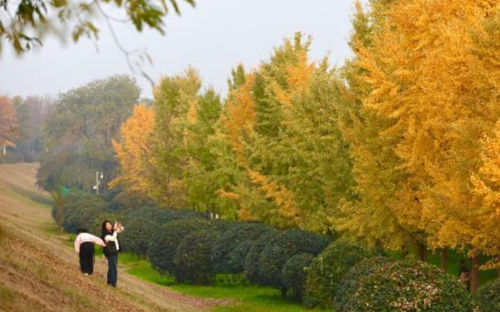 陕西西安：银杏林由绿转黄吸引市民游玩