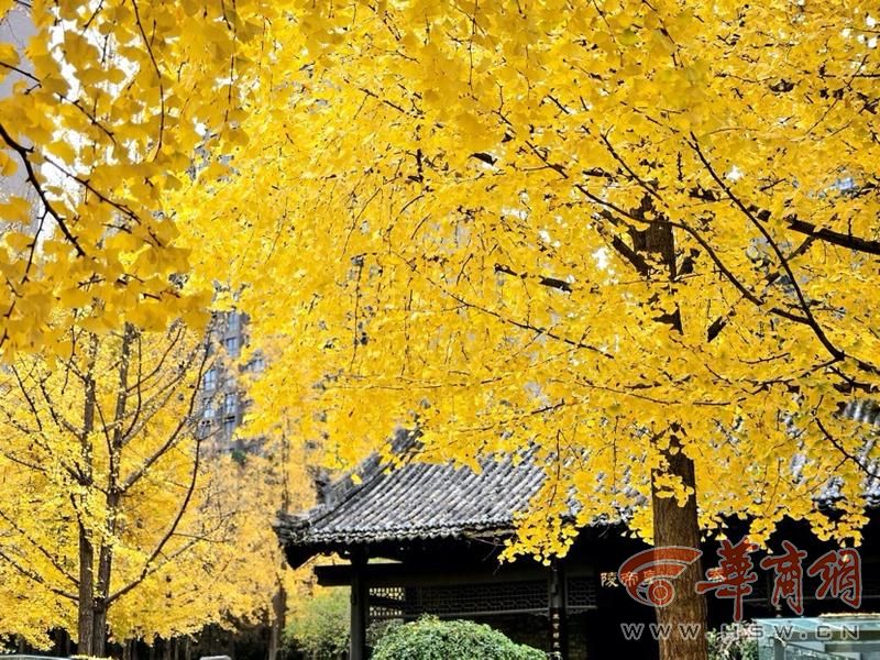 银杏.jpg 银杏.jpg