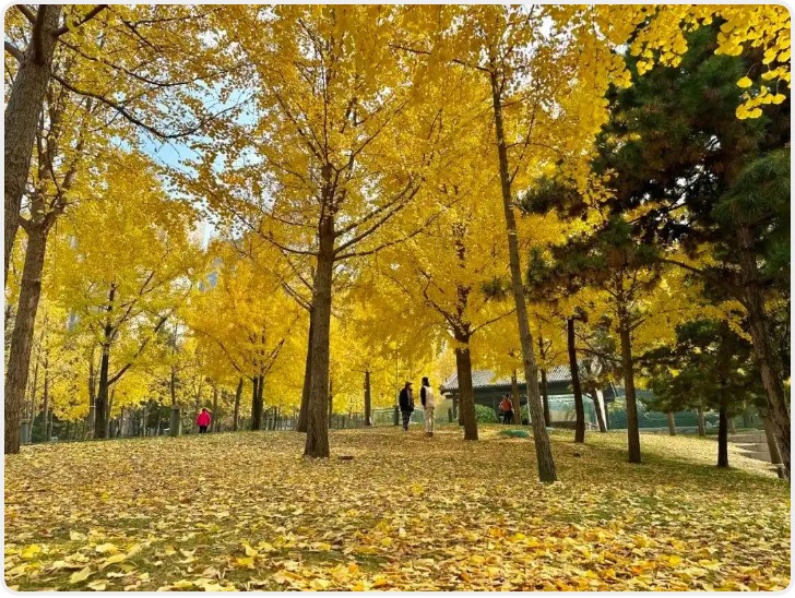 西安全市165处落叶缓扫路段让市民游客感受“秋日余韵”