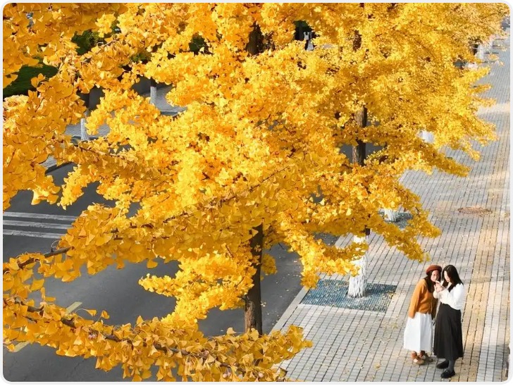 立冬将至 秋韵未央