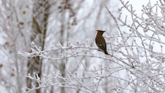 未来三天大范围雨雪将波及超20省区市 全国大部降温4~8℃