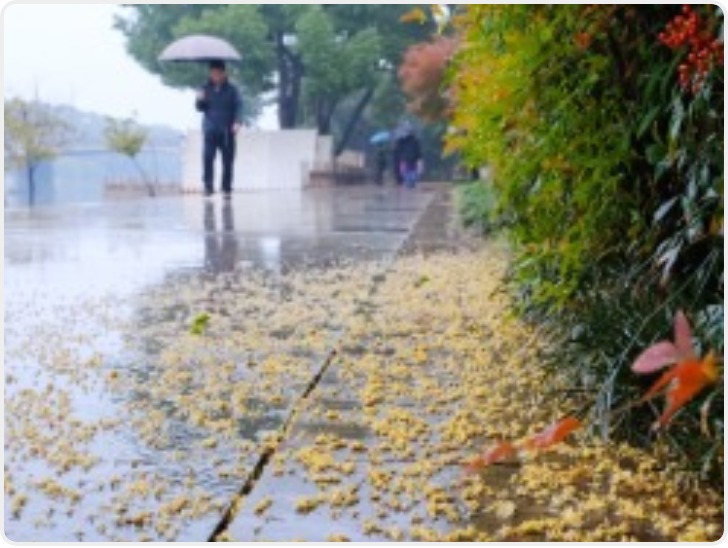 较强冷空气继续影响我国中东部 局地降温10℃以上