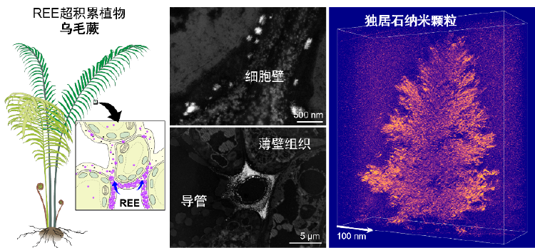 关于稀土 有重要新发现