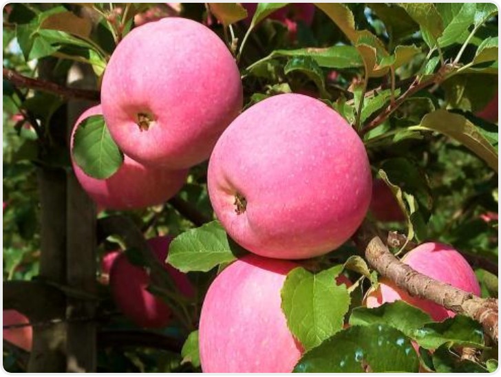 黄土高原上的“金果果” 何以“出海”又“飞天”？