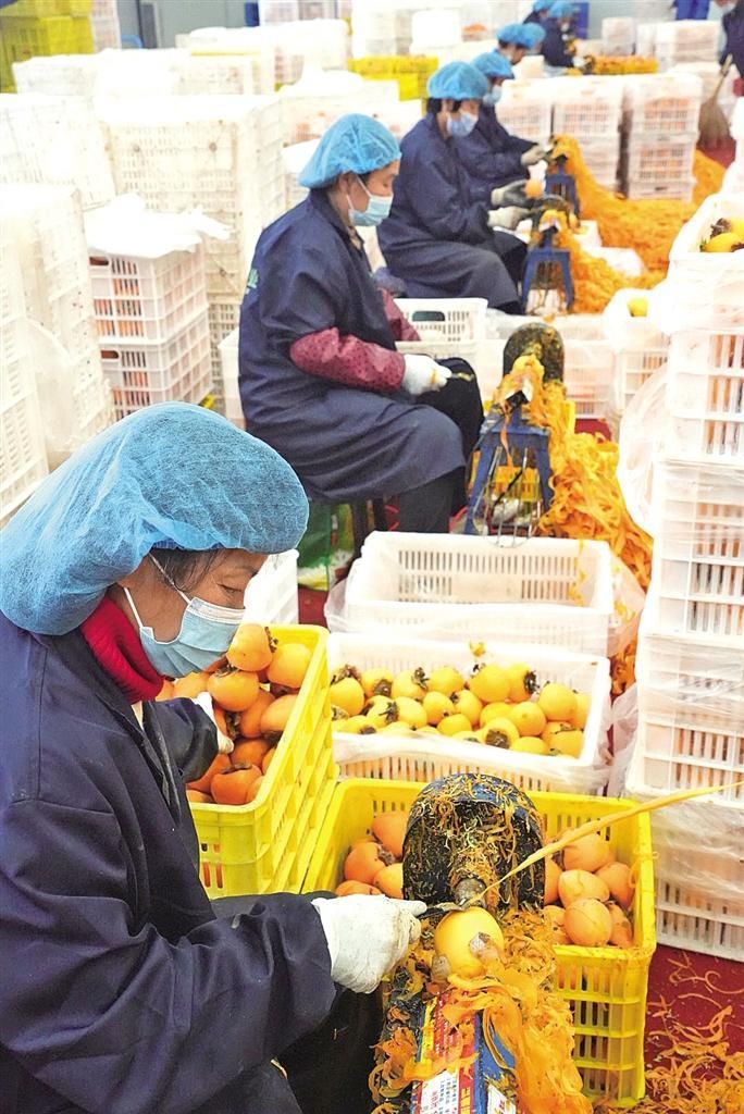 小柿子闯出大市场