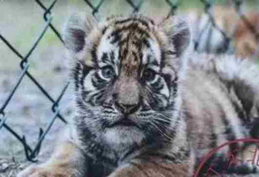 女子花费2000多元认养老虎 结果虎园隐瞒老虎死讯数月