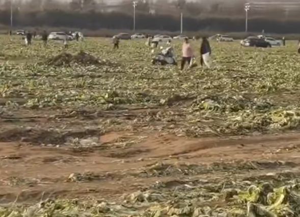 “免费摘白菜”视频热传致菜农称损失近100万元？官方通报