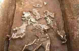 秦始皇祖母陵墓出土的长臂猿为新物种 属于冠长臂猿属