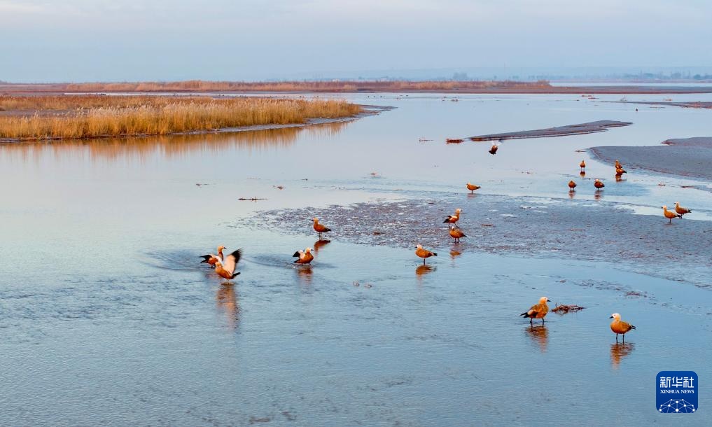 保护黄河湿地 守护候鸟家园