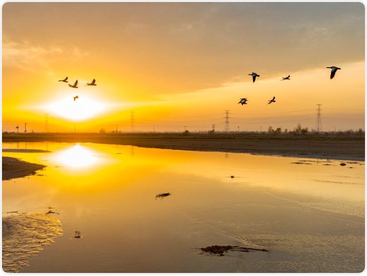 保护黄河湿地 守护候鸟家园