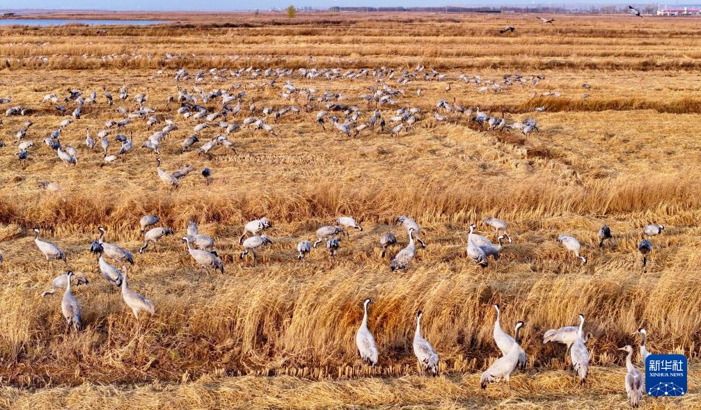 保护黄河湿地 守护候鸟家园