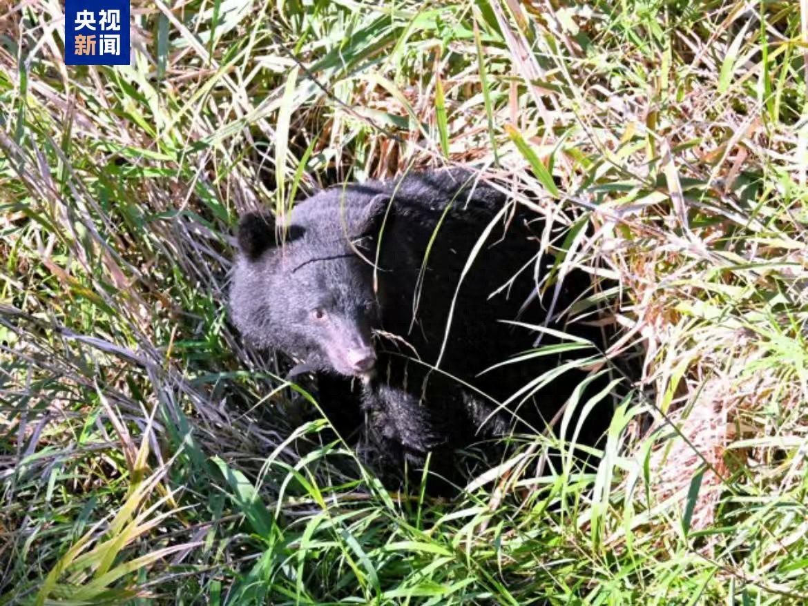 日本开始允许警察使用步枪驱熊