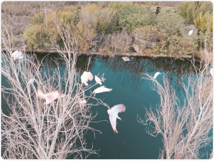 宝鸡眉县首次发现大规模朱鹮集群 单日最高观测23只